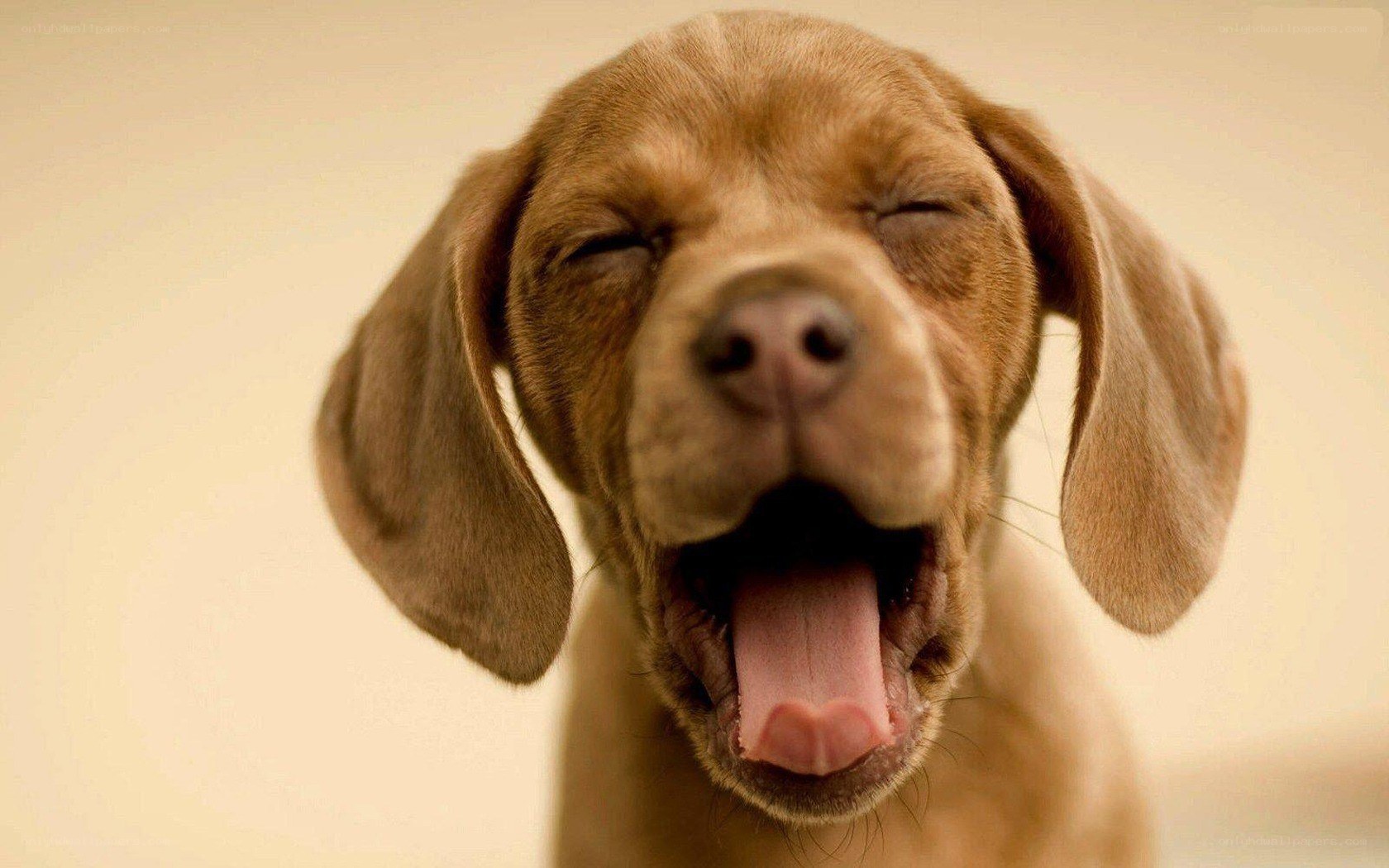 puppy yawning cutely