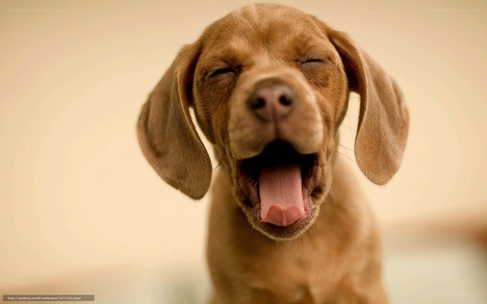 puppy yawning cutely