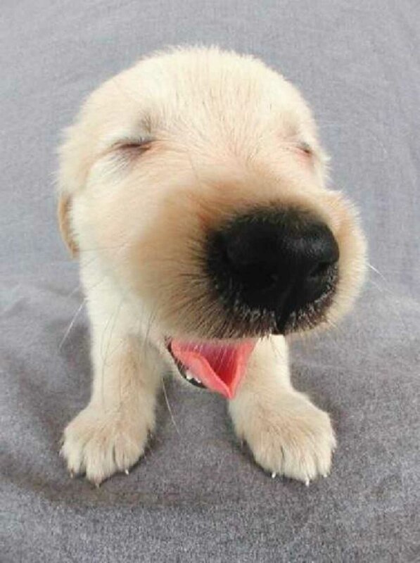 Puppy Yawning — Gray