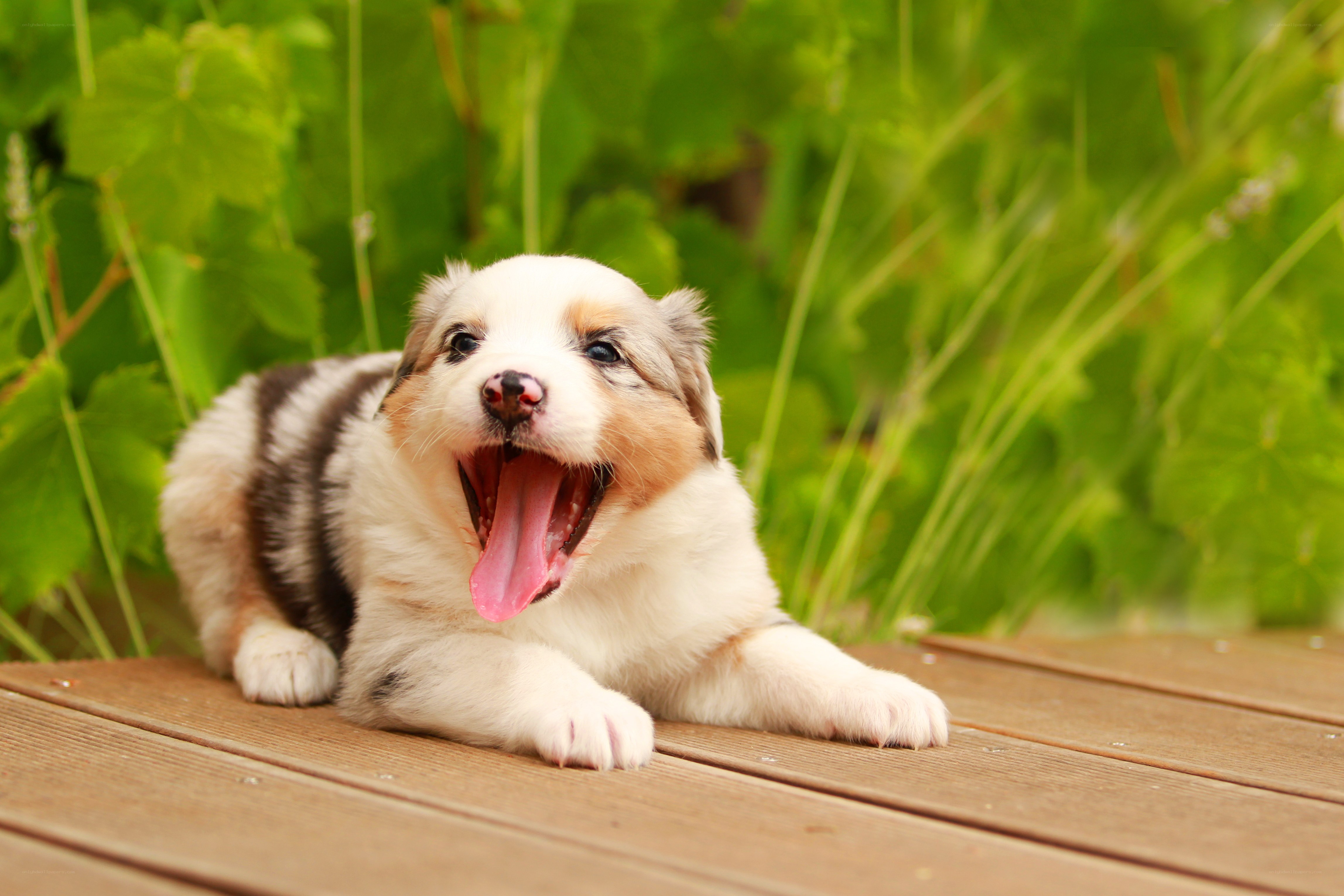puppy yawning on deck