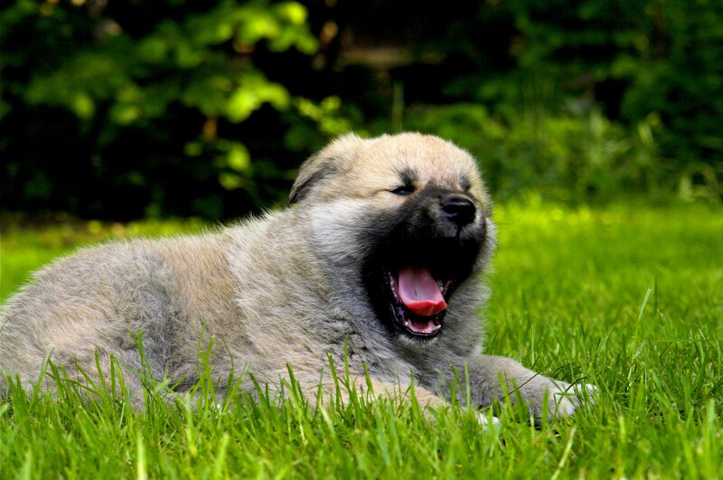 Puppy Yawning on Grass
