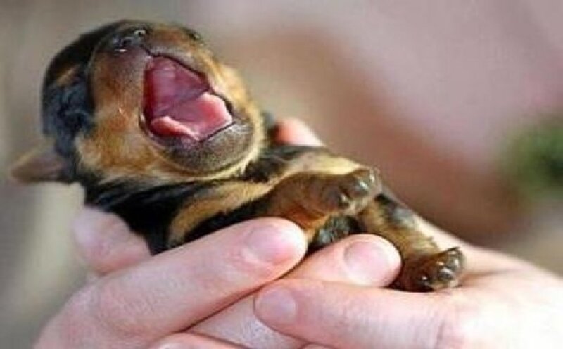 Puppy Yawning