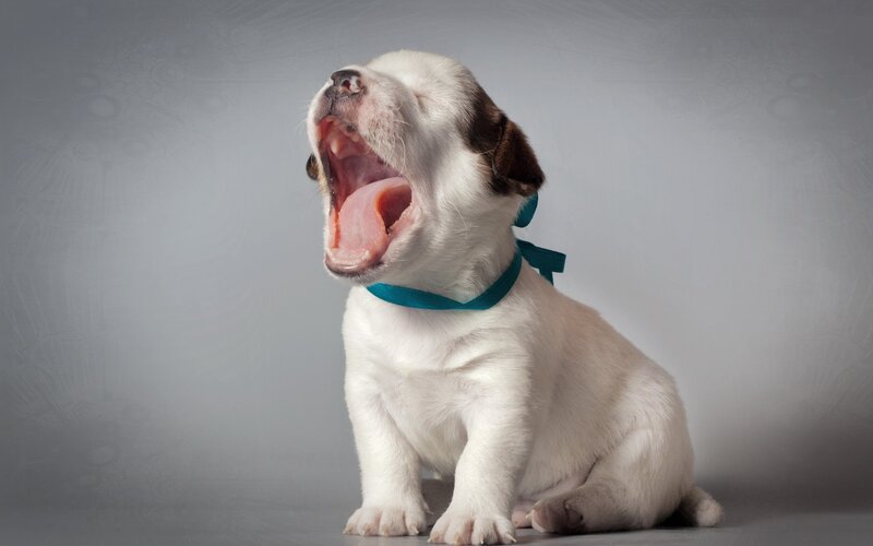 Puppy Yawning — White, Calm, Photograph