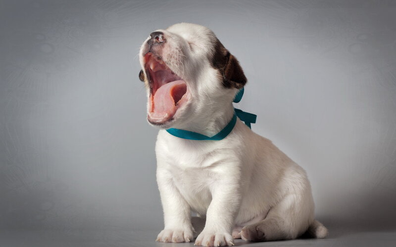 Puppy Yawning — White