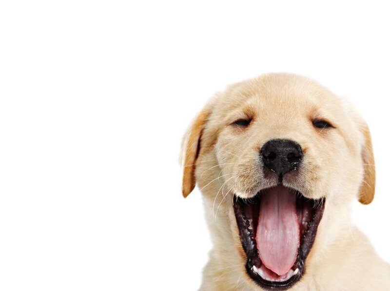 puppy yawning widely