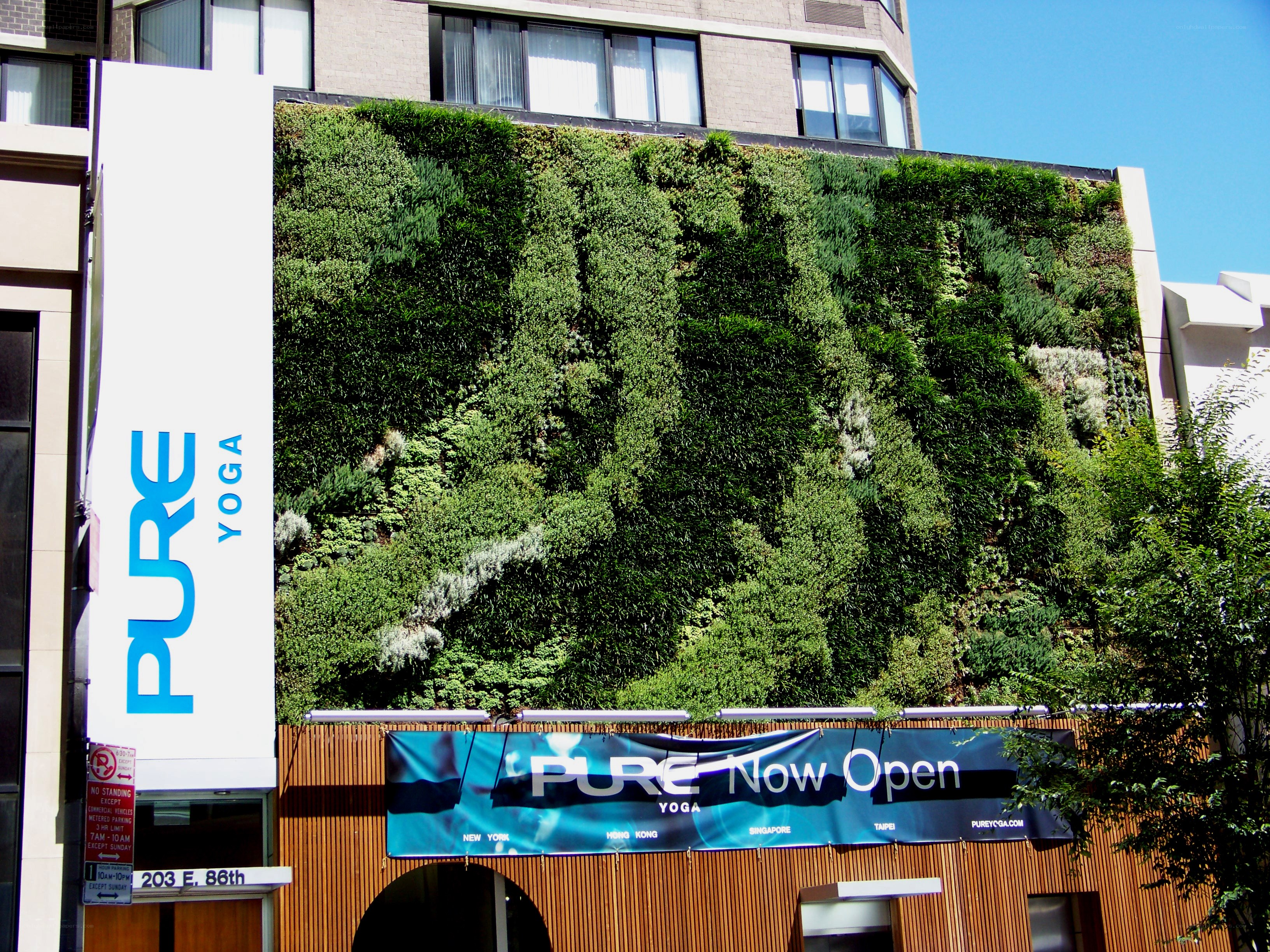 Pure Yoga green wall