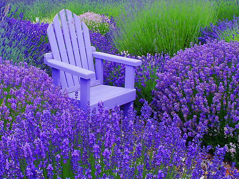 Purple Adirondack Chair