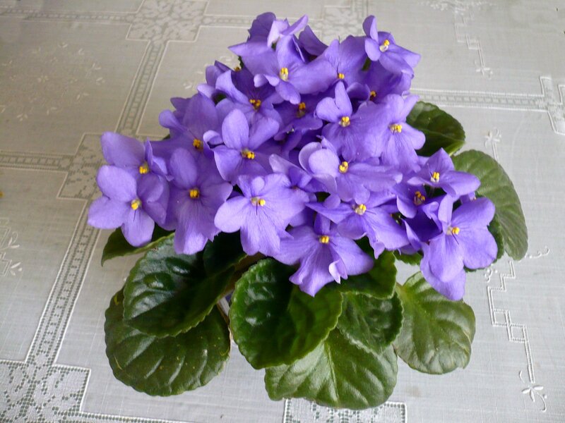 Purple African Violet — Calm, Photograph
