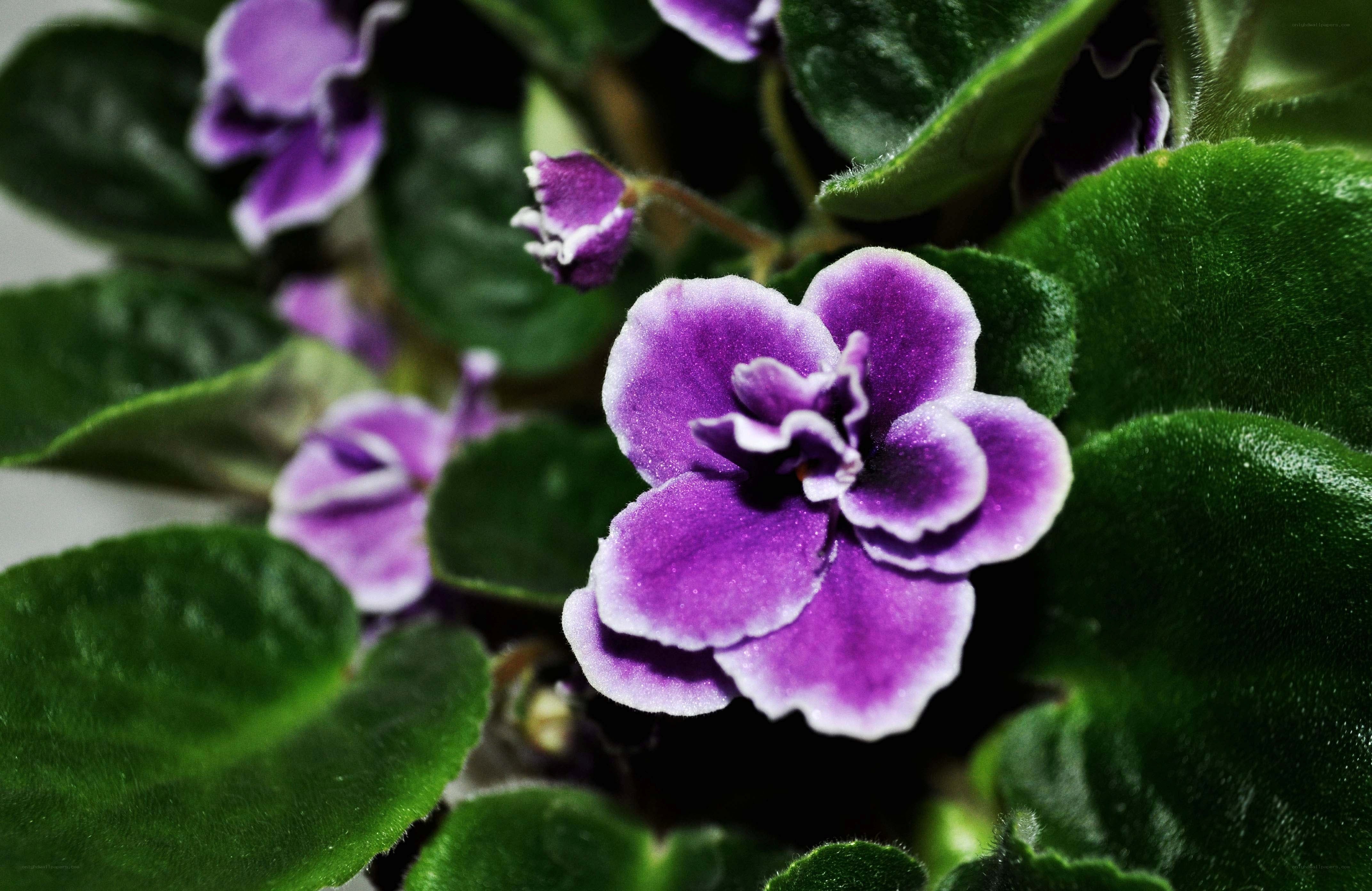 purple African violet flower