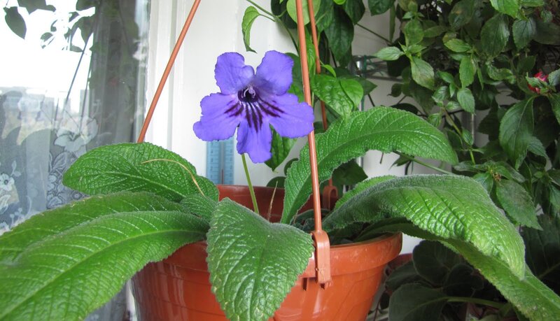 Purple African Violet Flower — Calm, Morning