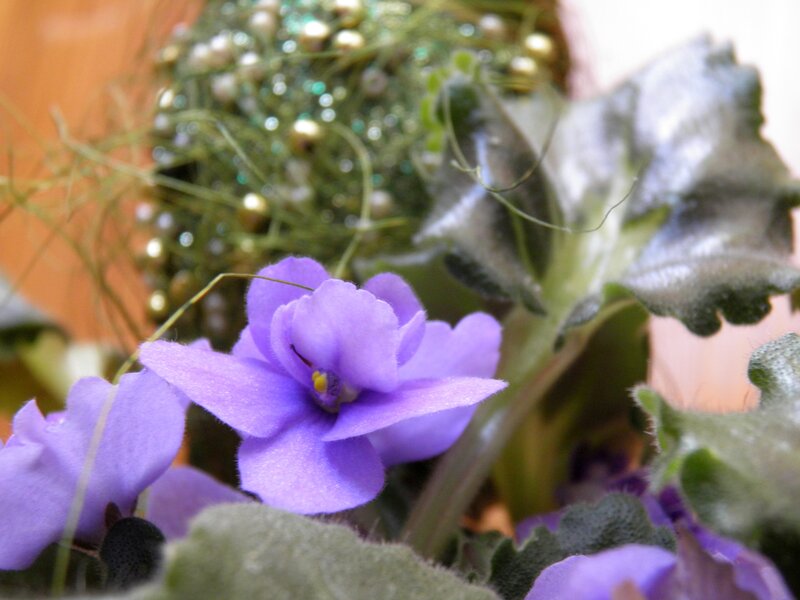 Purple African Violet Flower — Calm, Photograph