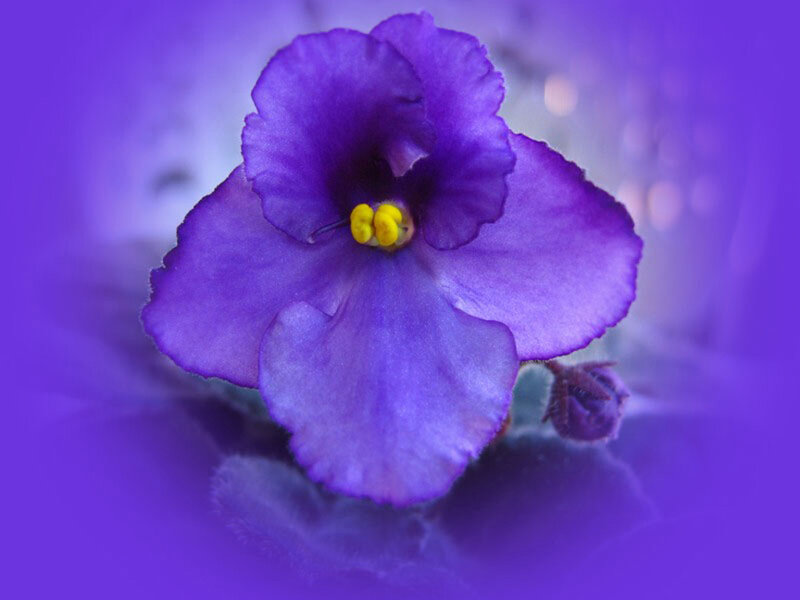 Purple African Violet Flower — Calm