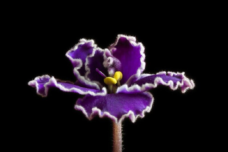 Purple African Violet Flower — Dramatic, Photograph