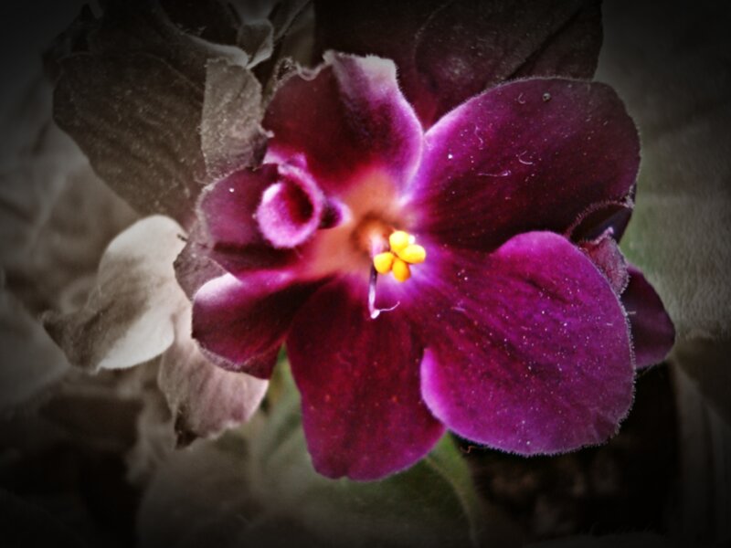 Purple African Violet Flower — Dramatic