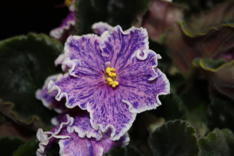 Purple African Violet Flower — Serene