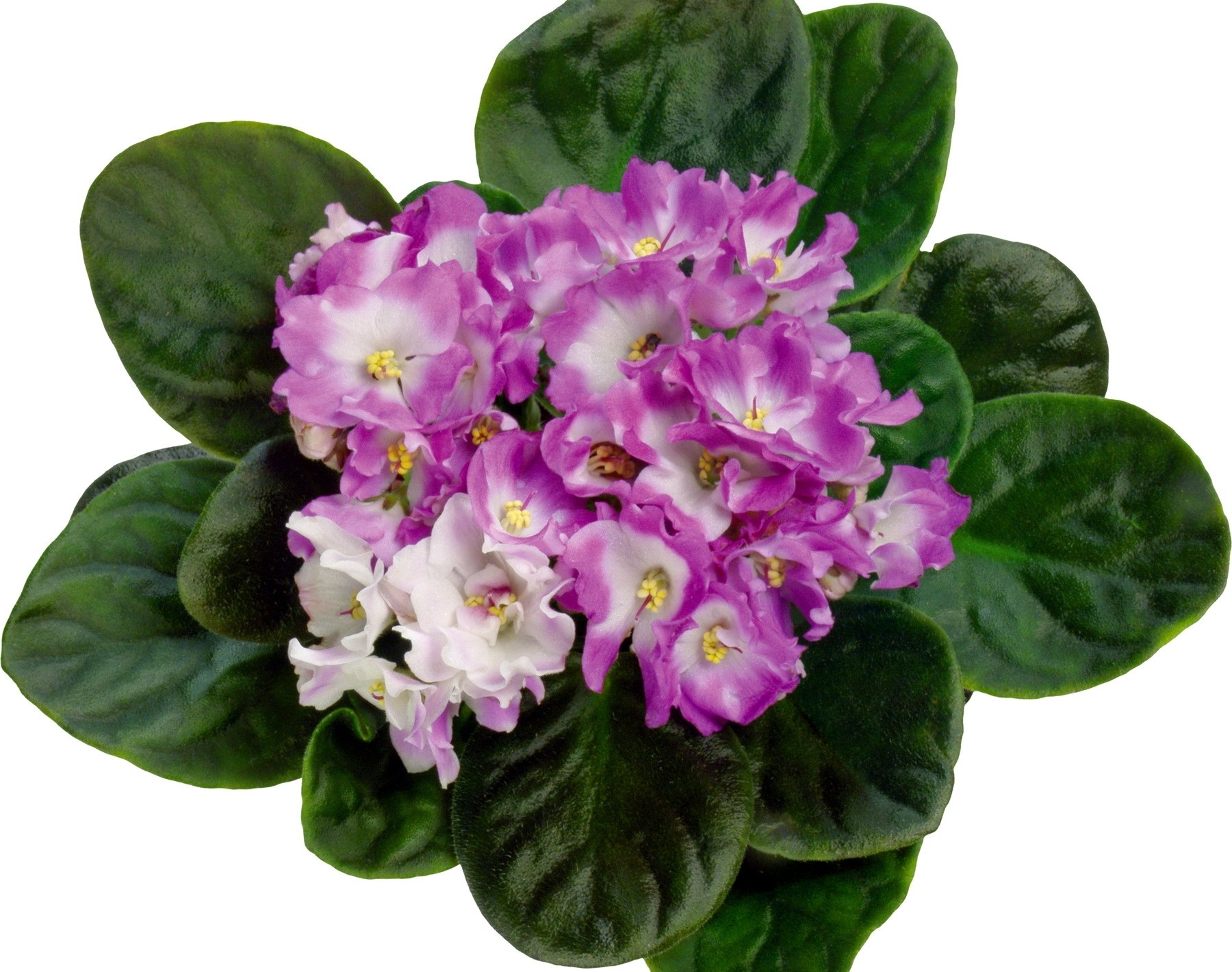 purple African violet flower