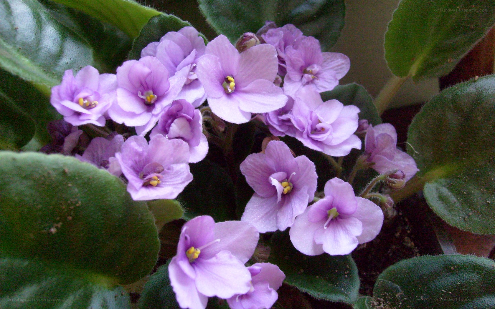 purple African violet flowers