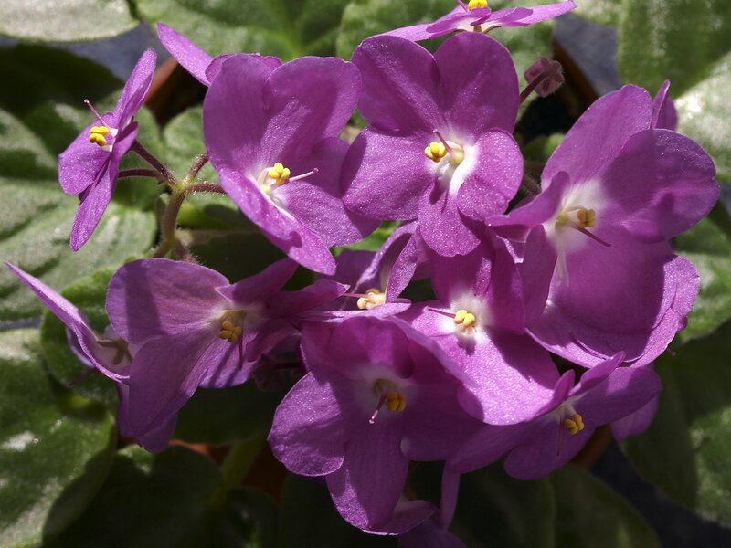 purple African violet flowers
