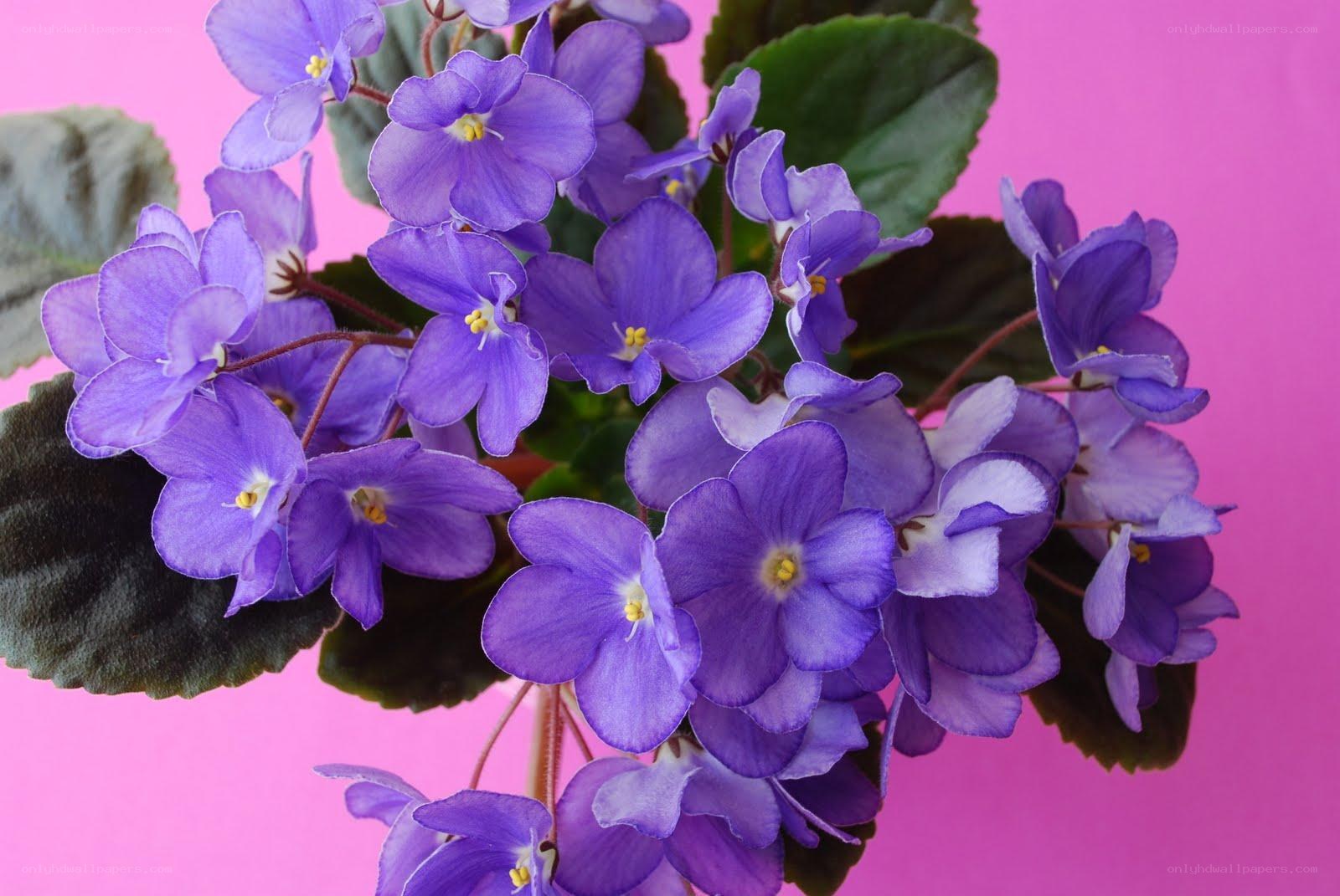 purple African violet flowers