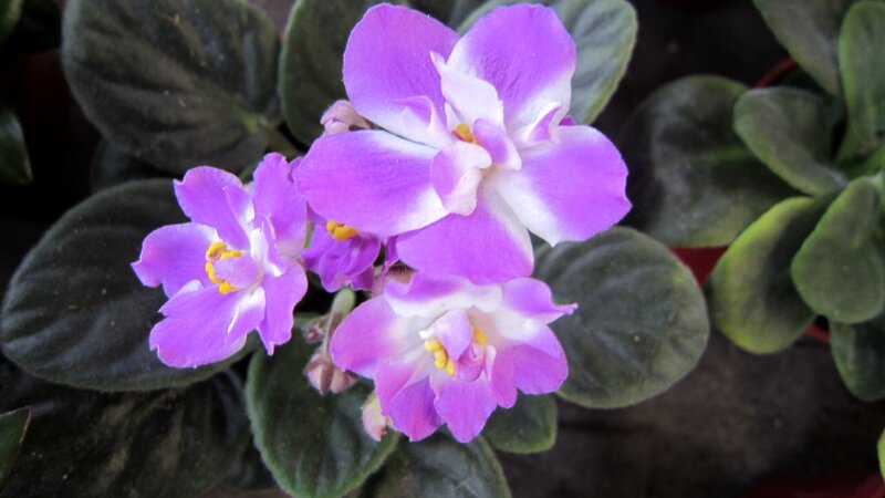 Purple African Violet Flowers — Calm, Photograph, Leaves