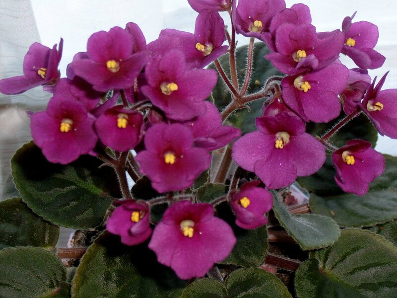 Purple African Violet Flowers — Calm, Photograph