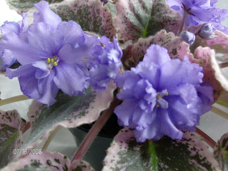 Purple African Violet Flowers — Calm, Summer