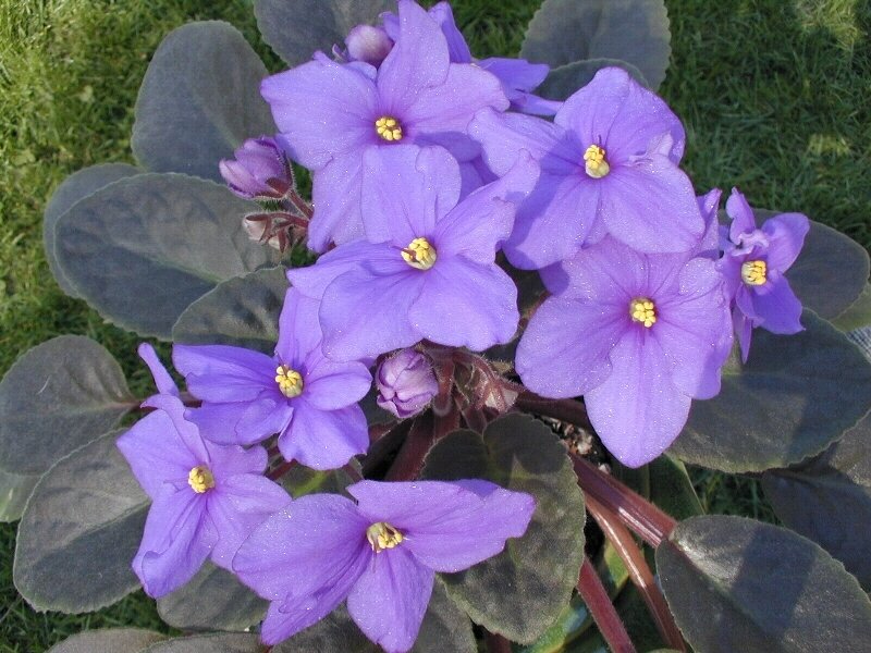 Purple African Violet Flowers — Calm