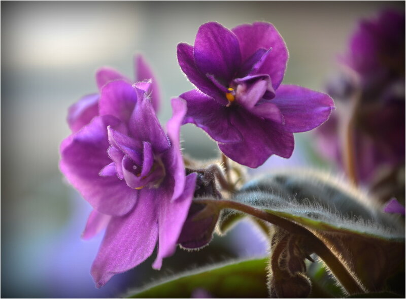 Purple African Violet Flowers — Serene