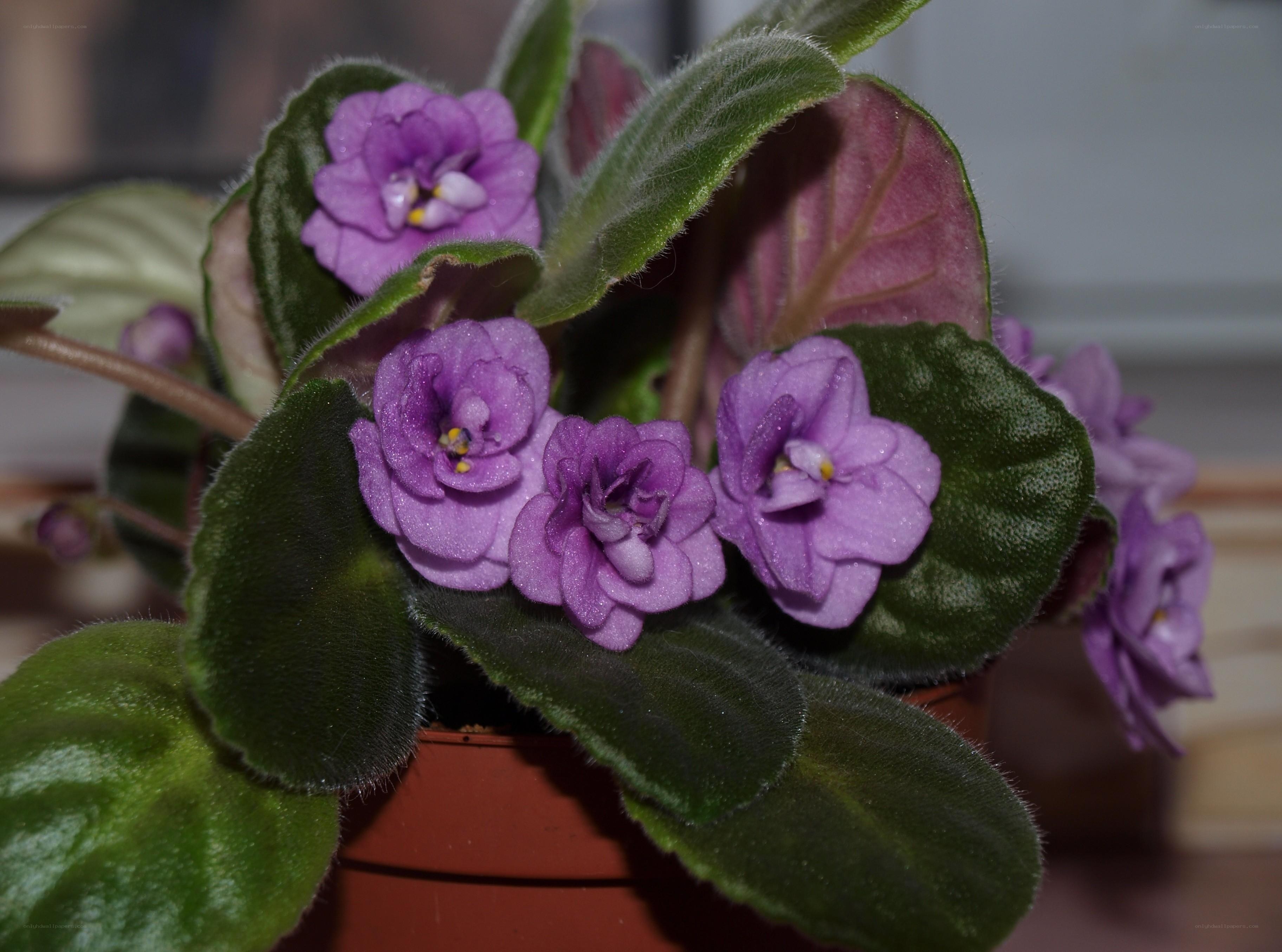 purple African violet flowers