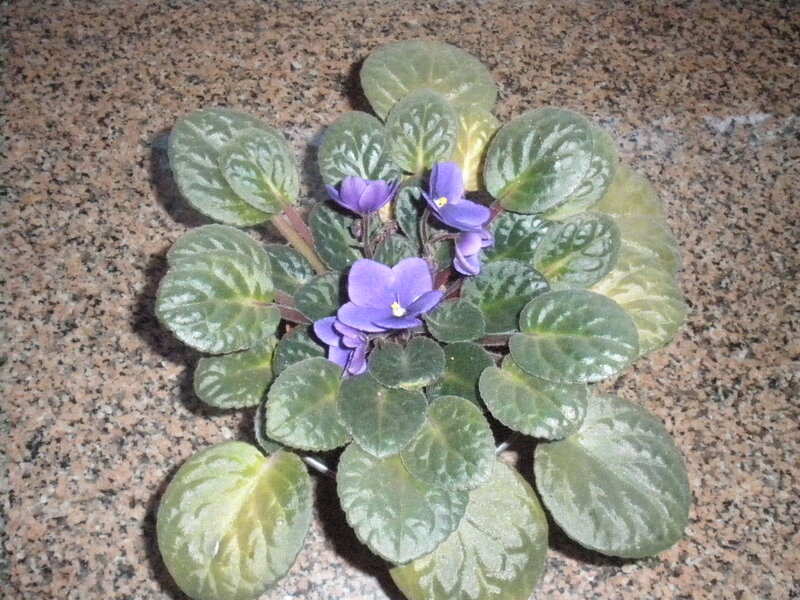 Purple African Violet — Green
