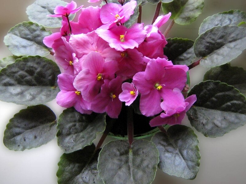 Purple African Violet — Pink