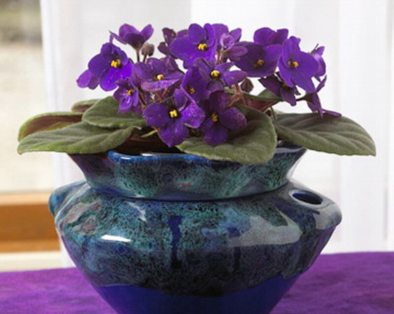 Purple African Violet Plant — Calm