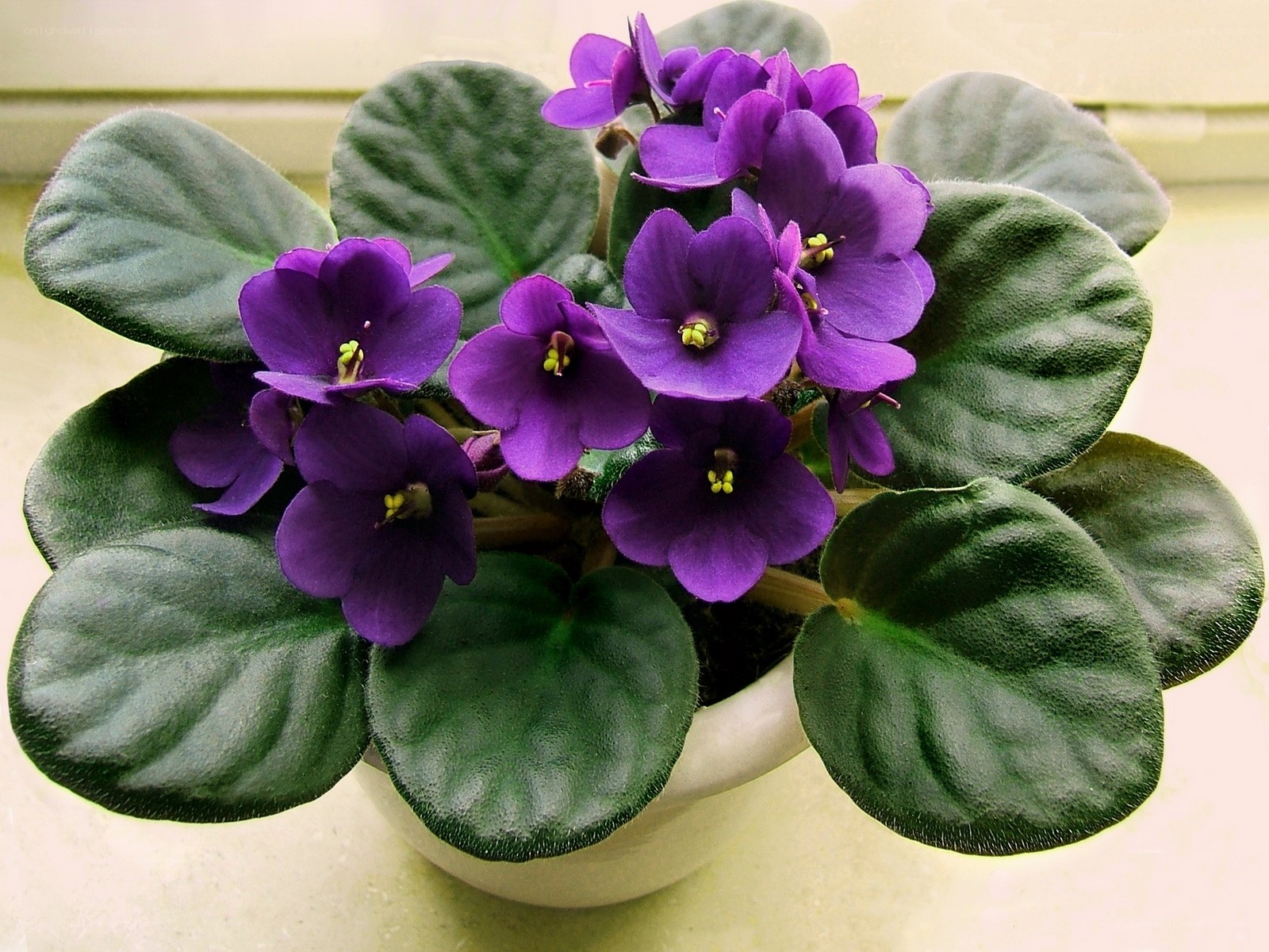 purple African violet plant