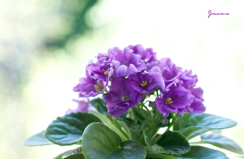 Purple African Violet — Serene