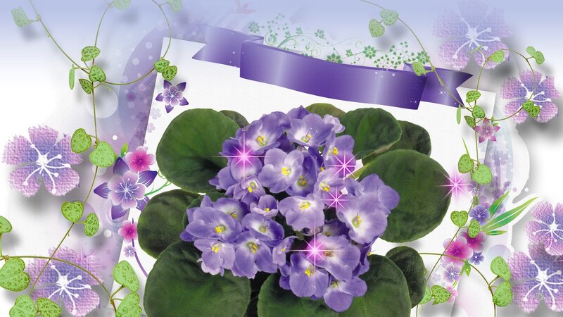 Purple African Violet