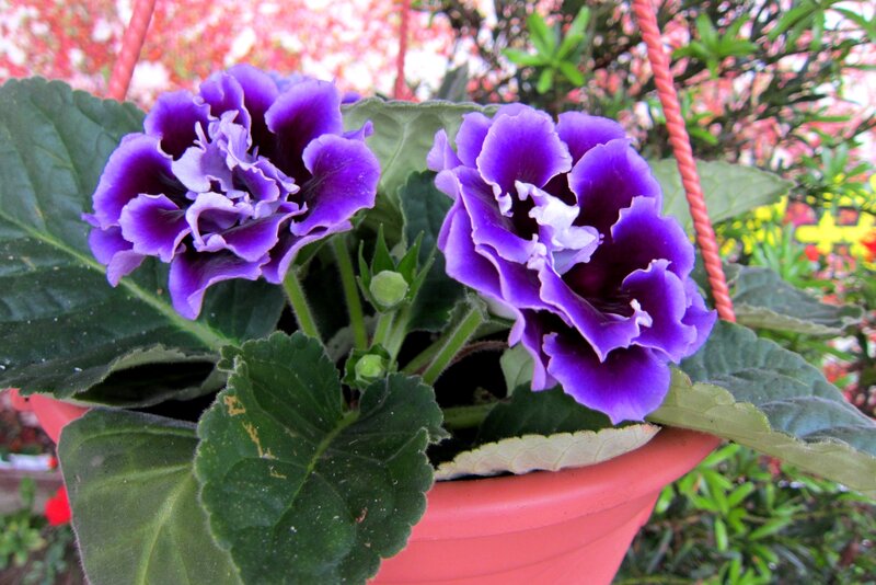 Purple African Violets — Calm, Afternoon