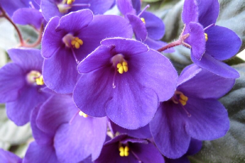 Purple African Violets — Calm, Photograph, Flowers, Leaves