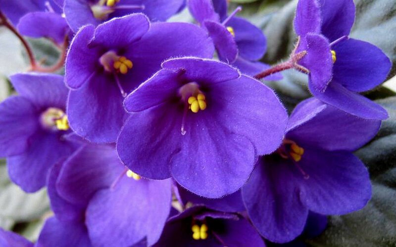 Purple African Violets — Calm, Photograph, Flowers, Stamen