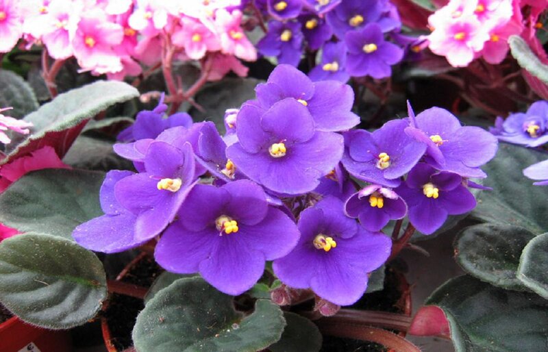 Purple African Violets — Calm, Photograph, Flowers