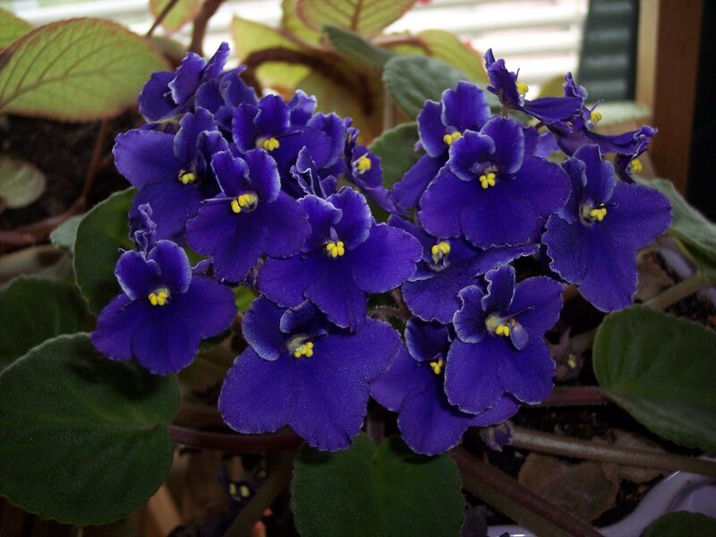 Purple African Violets — Calm, Photograph, Green Leaves