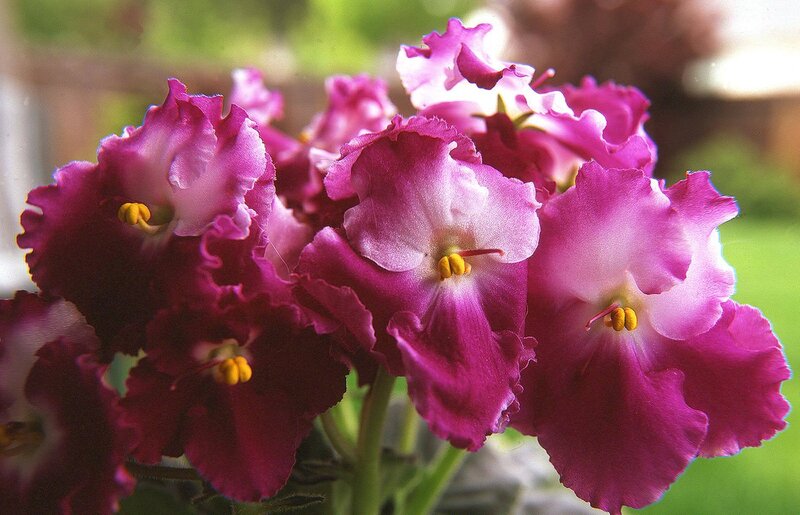 Purple African Violets — Calm