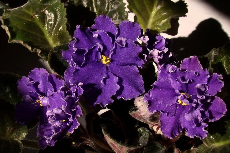 Purple African Violets — Dramatic