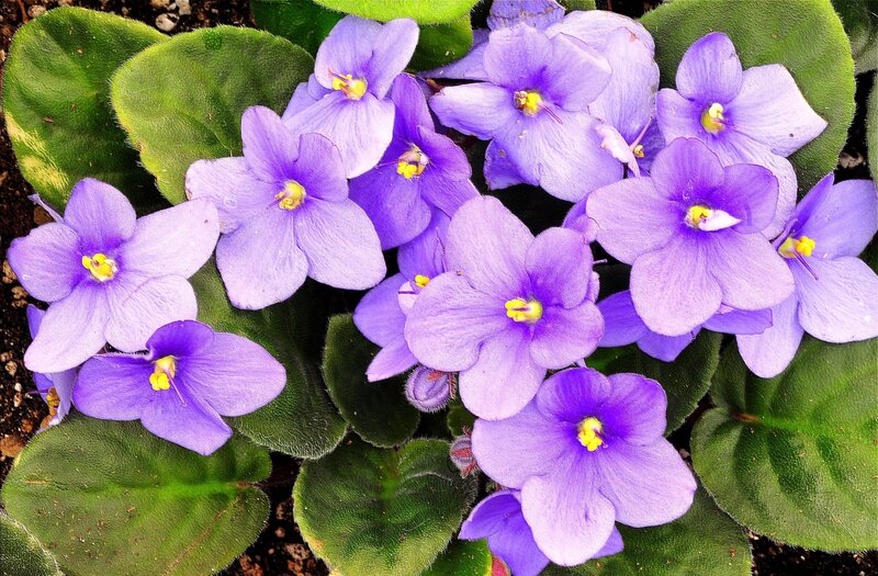 purple African violets in bloom