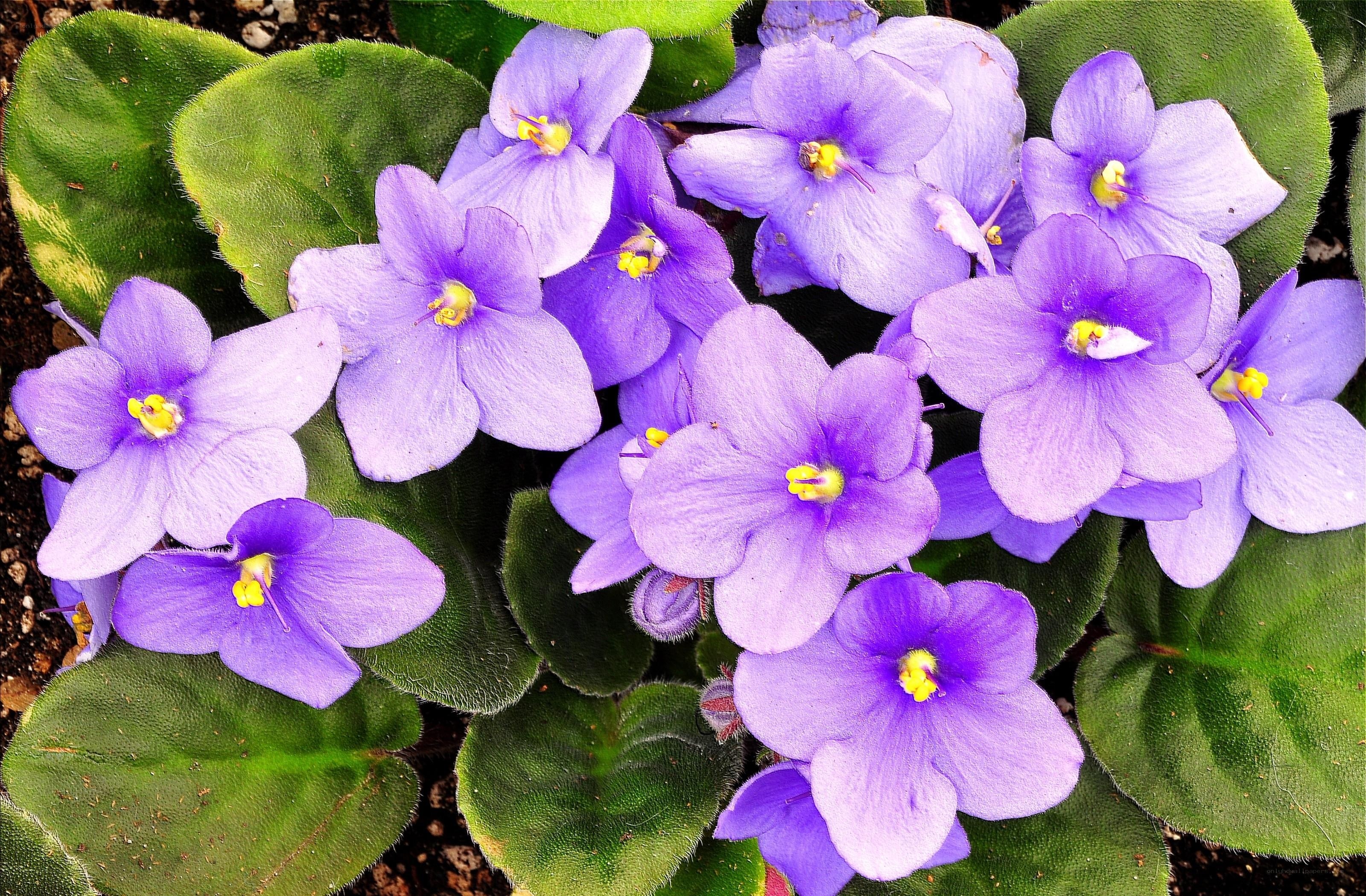 purple African violets in bloom