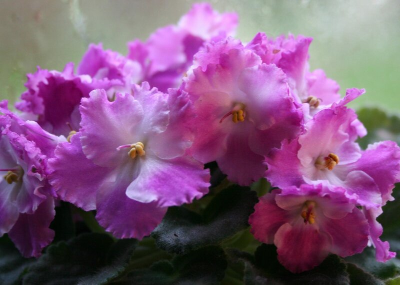 Purple African Violets