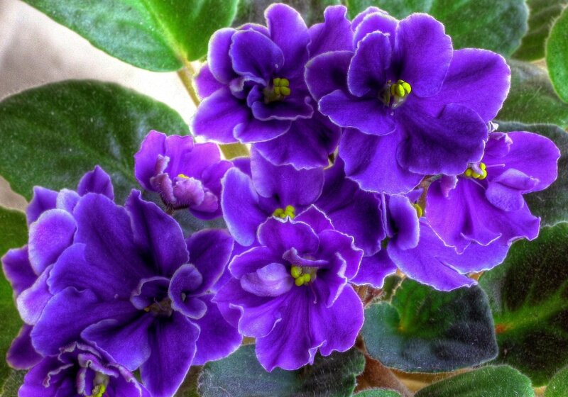 Purple African Violets — Vibrant