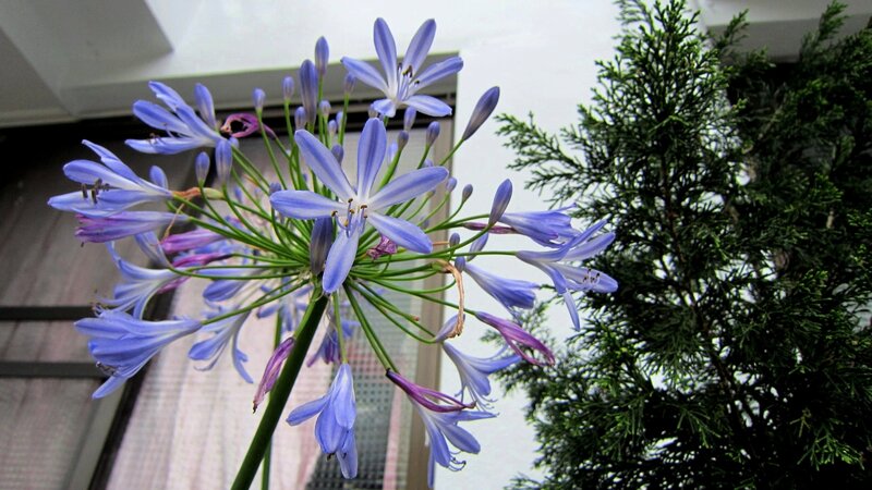 Purple Agapanthus Flower — Blue