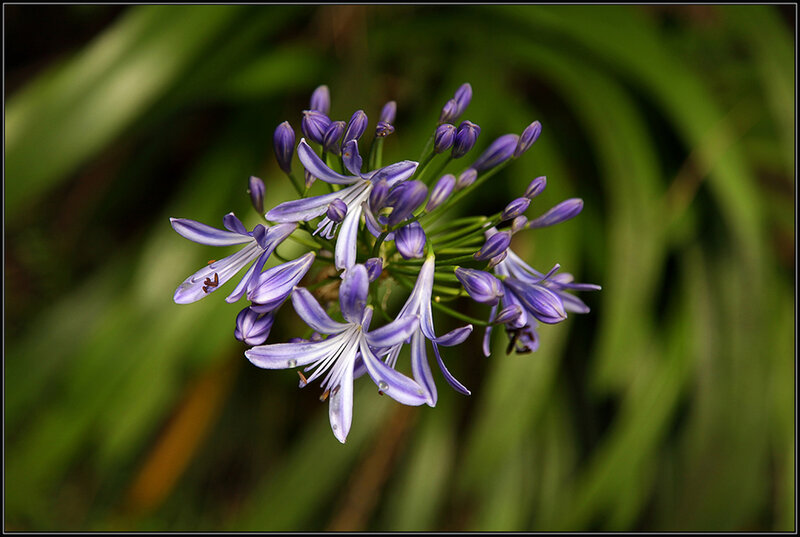 Purple Agapanthus Flower — Calm