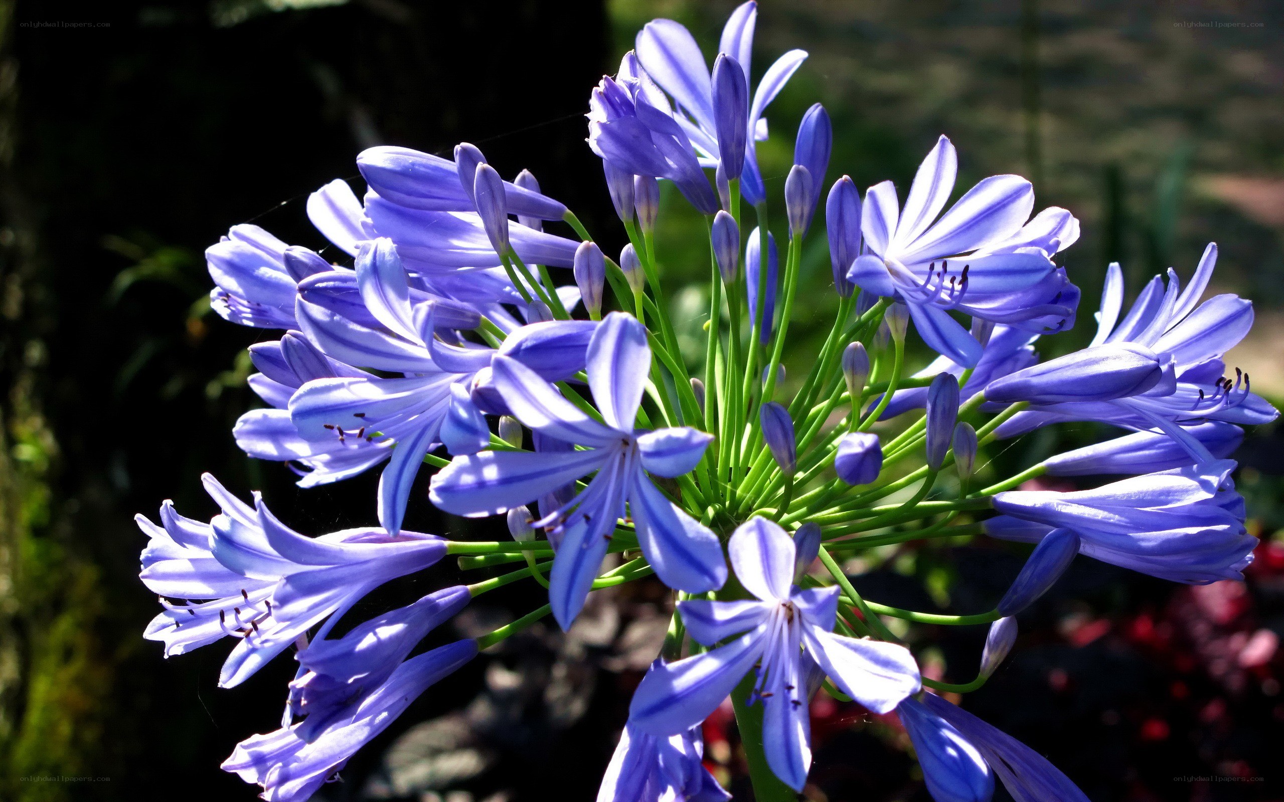 purple agapanthus flower cluster