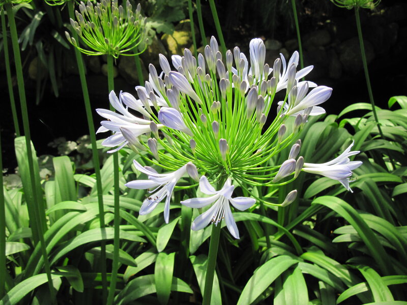 Purple Agapanthus Flower — Green